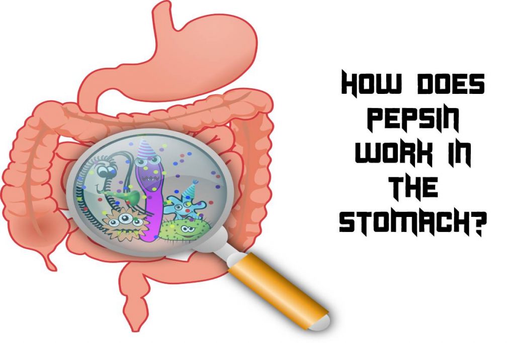 How Does Pepsin Work in the Stomach?